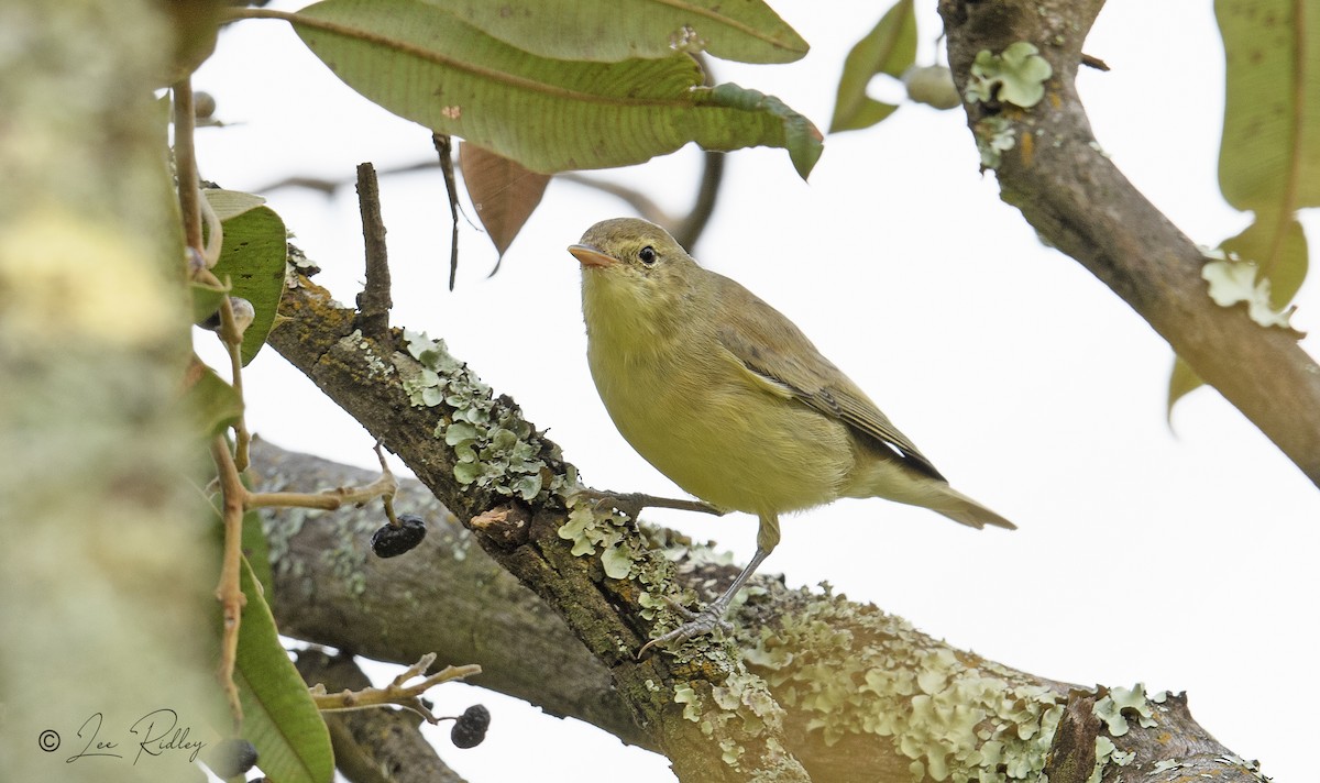 Icterine Warbler - Lee Ridley