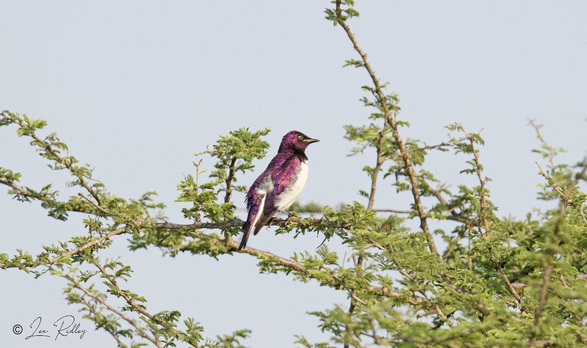 Violet-backed Starling - Lee Ridley