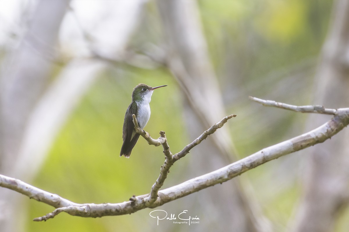 White-bellied Emerald - ML614531380