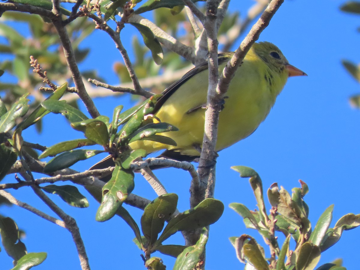 Western Tanager - ML614531382