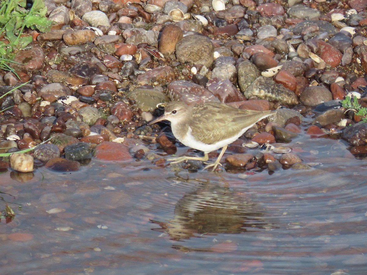 Spotted Sandpiper - ML614531428