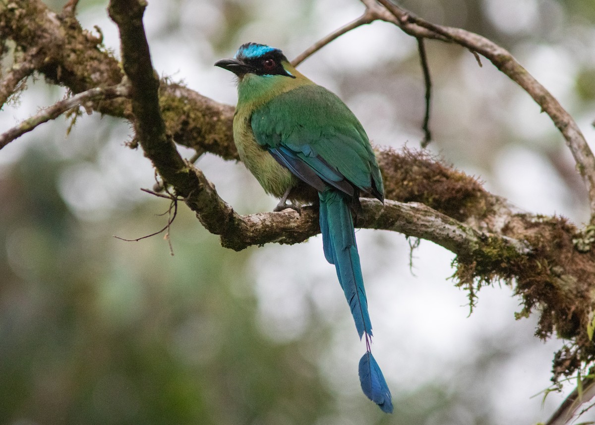 Andean Motmot - ML614531429