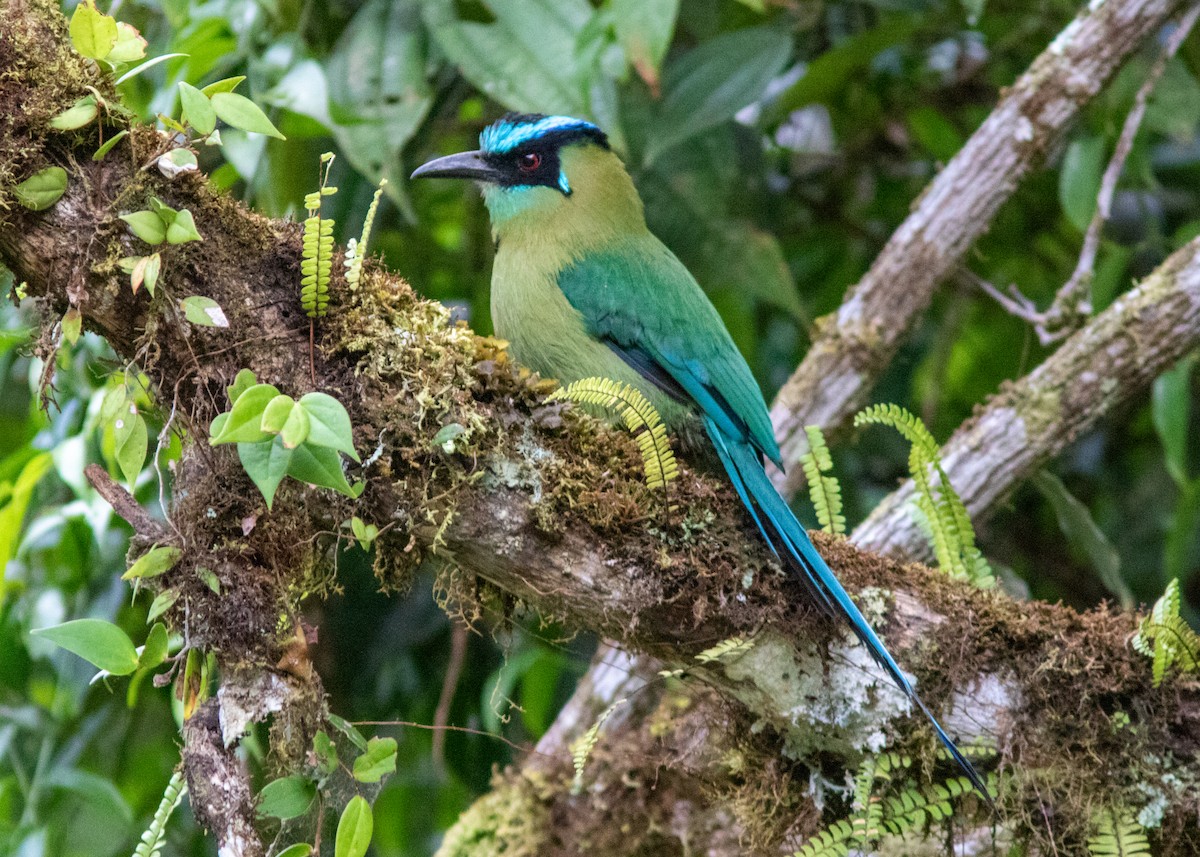 Andean Motmot - ML614531440