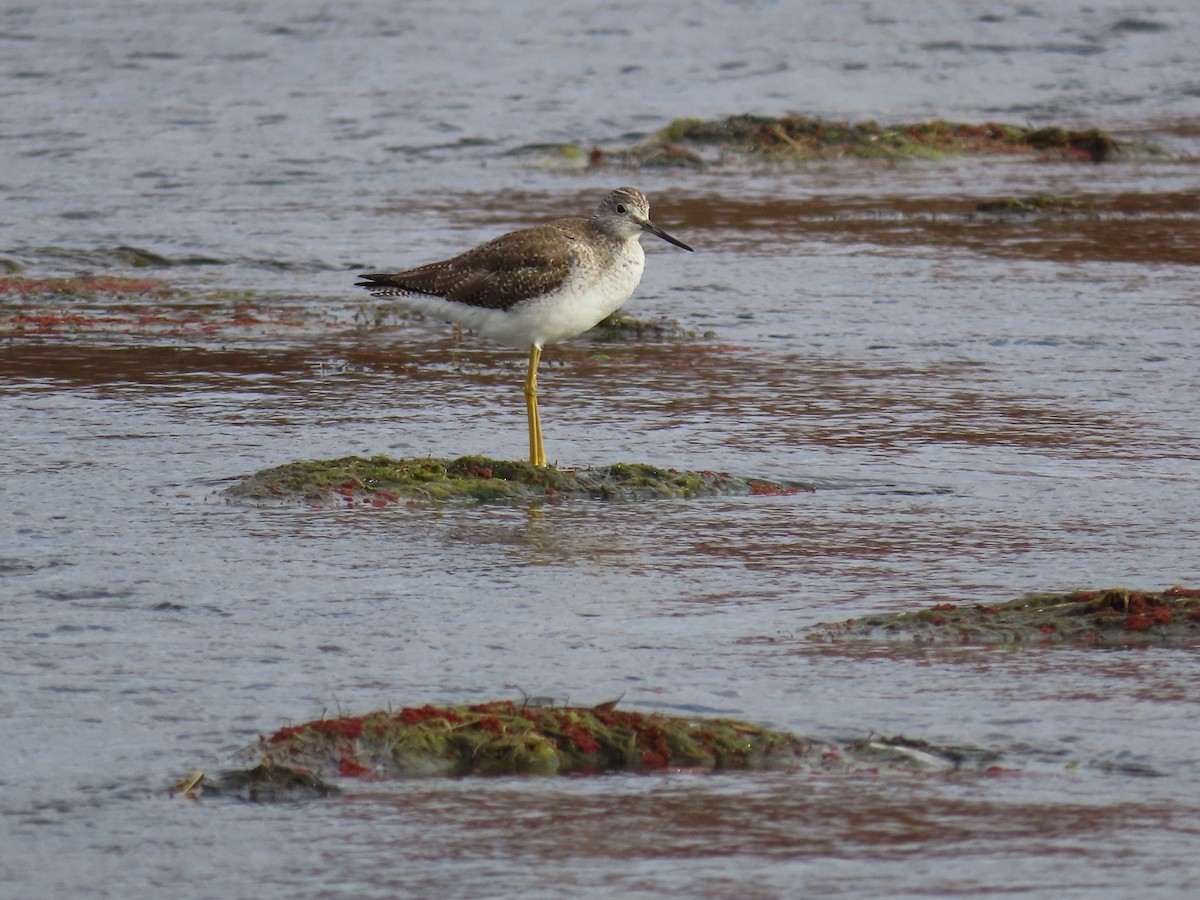 Greater Yellowlegs - Anne (Webster) Leight