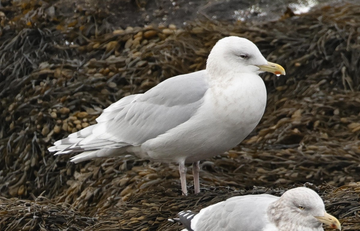 Goéland arctique - ML614531458