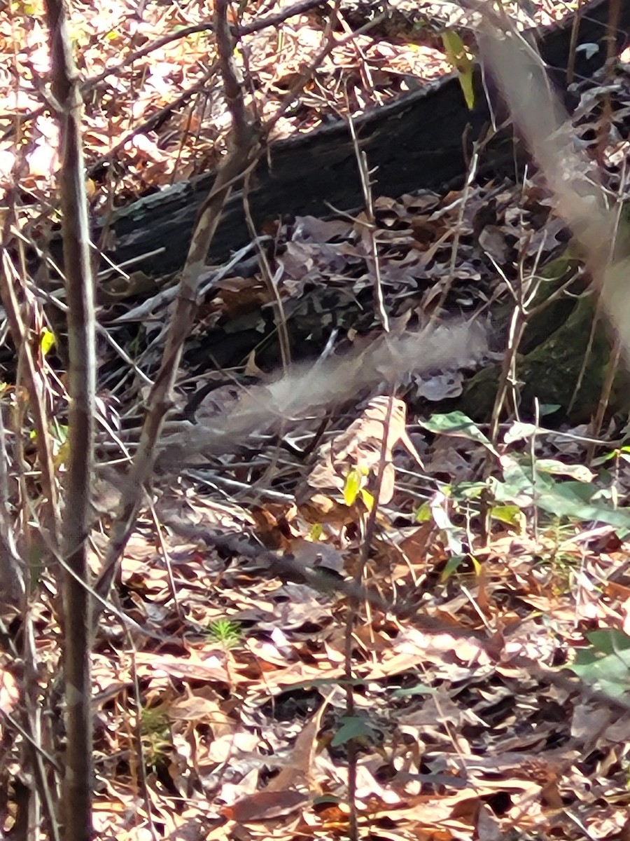 American Woodcock - ML614531461