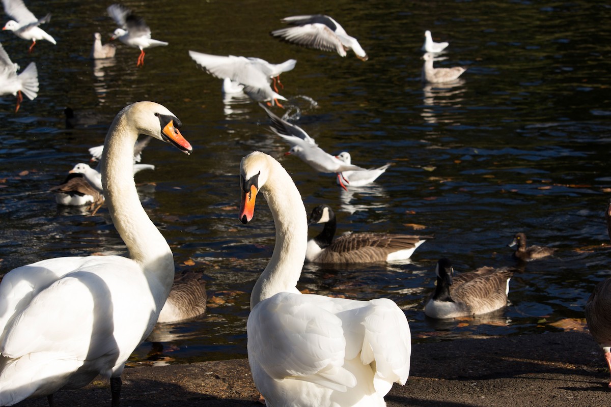 Mute Swan - Noah Patrick Hearne