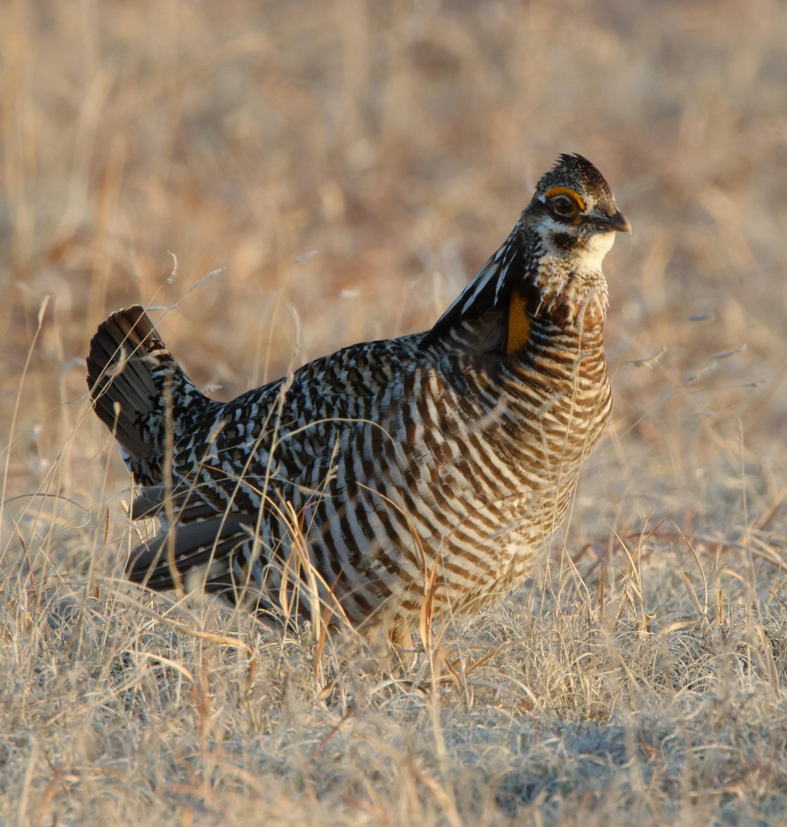 Greater Prairie-Chicken - Leslie Holzmann