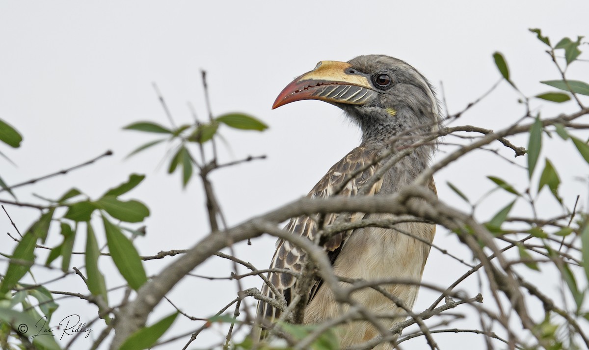 African Gray Hornbill - Lee Ridley