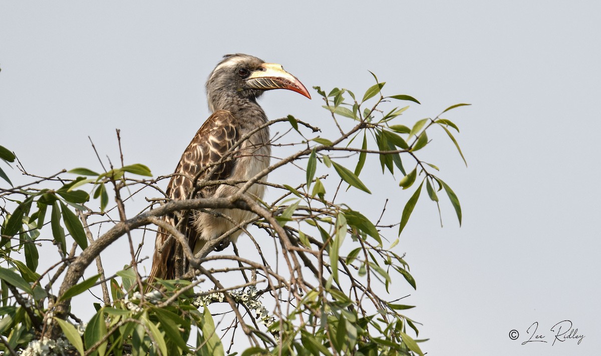 African Gray Hornbill - Lee Ridley