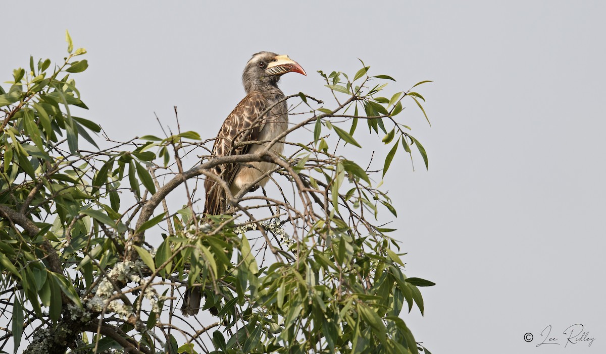 African Gray Hornbill - Lee Ridley