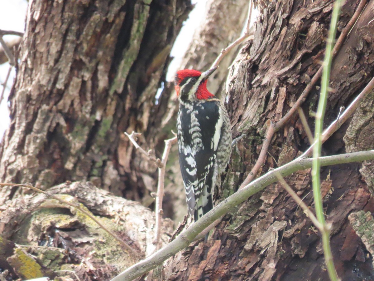 Red-naped Sapsucker - Anne (Webster) Leight