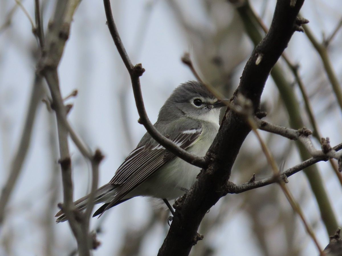 Plumbeous Vireo - Anne (Webster) Leight