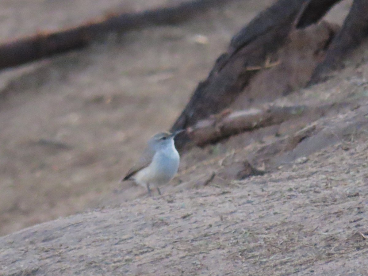 Rock Wren - ML614531634