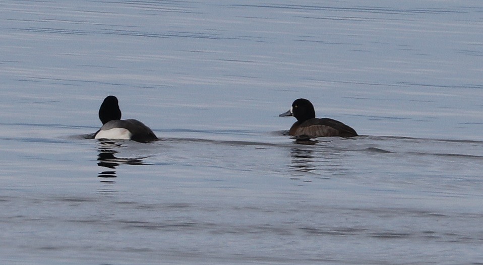 Greater Scaup - ML614531646