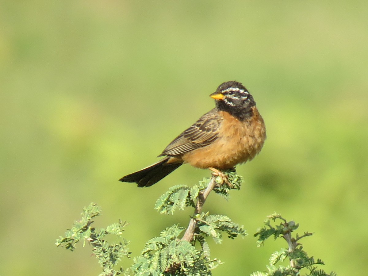 Cinnamon-breasted Bunting - ML614531650