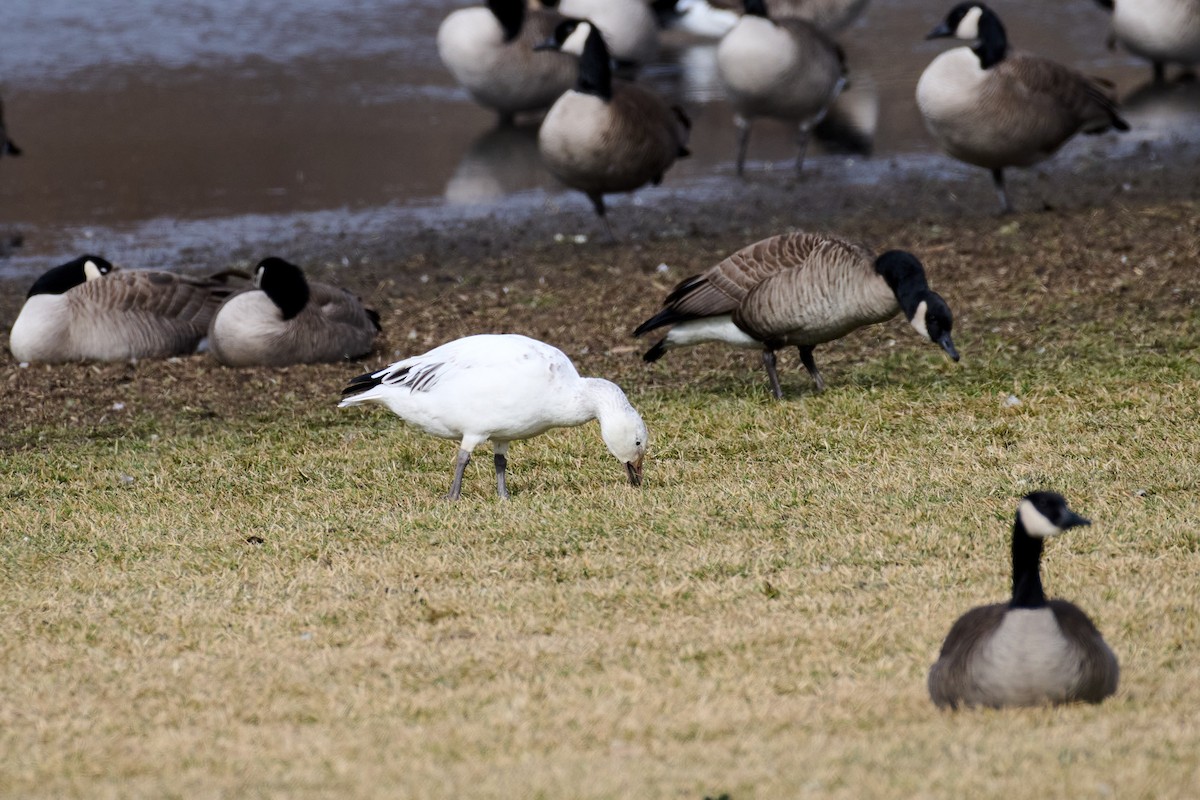 Snow Goose - ML614531658