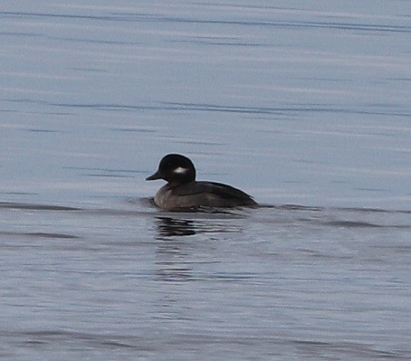 Bufflehead - ML614531662