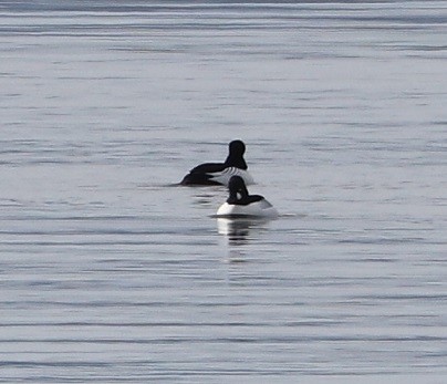 Common Goldeneye - ML614531679