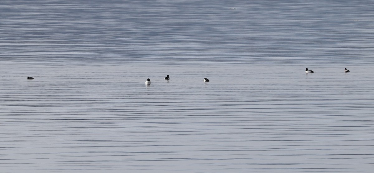 Common Goldeneye - ML614531680