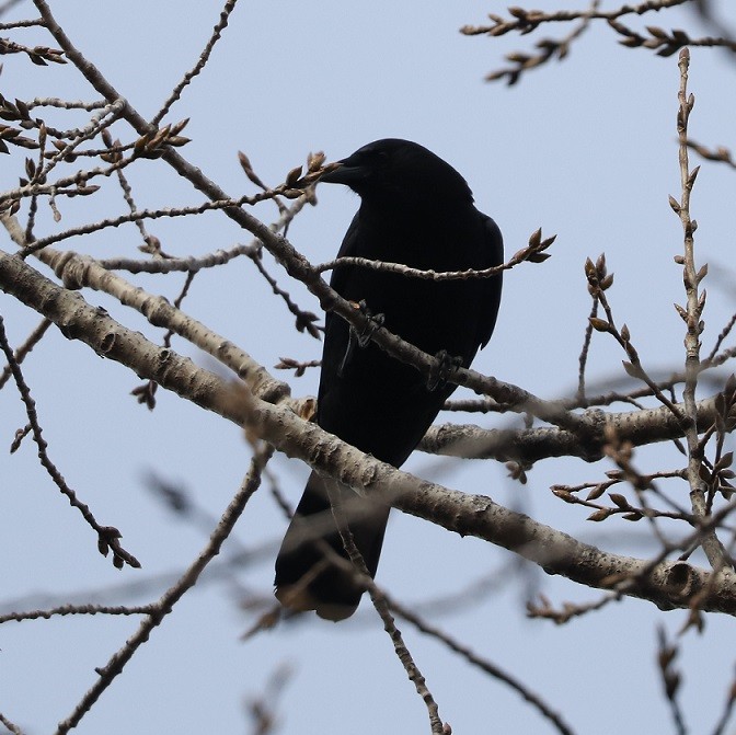 American Crow - ML614531703