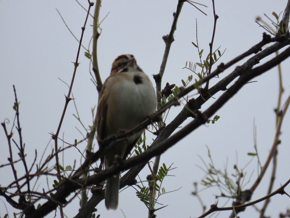 Lark Sparrow - ML614531709