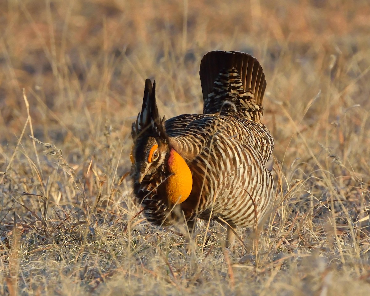 Gallo de las Praderas Grande - ML614531712