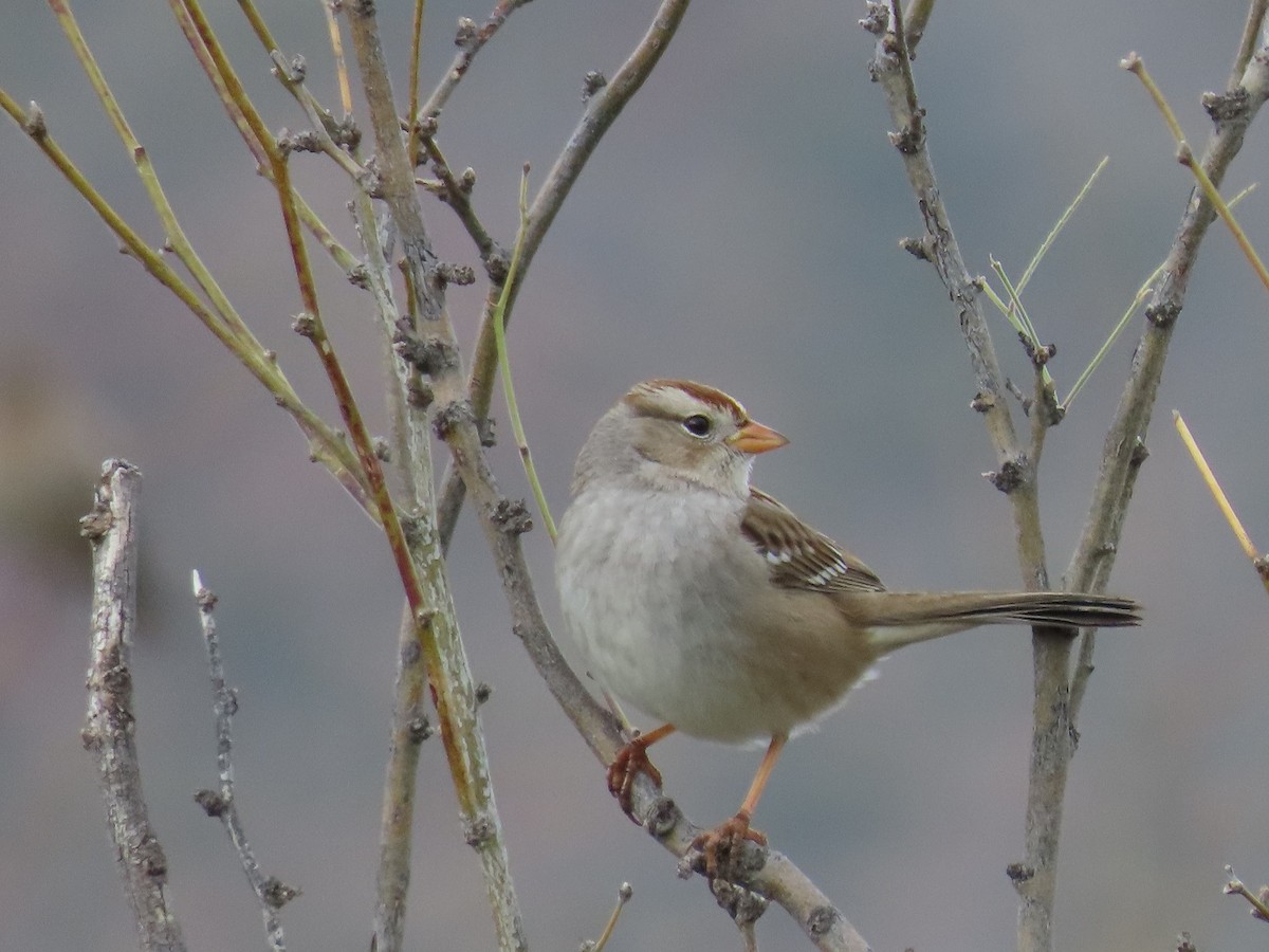 White-crowned Sparrow (Gambel's) - Anne (Webster) Leight
