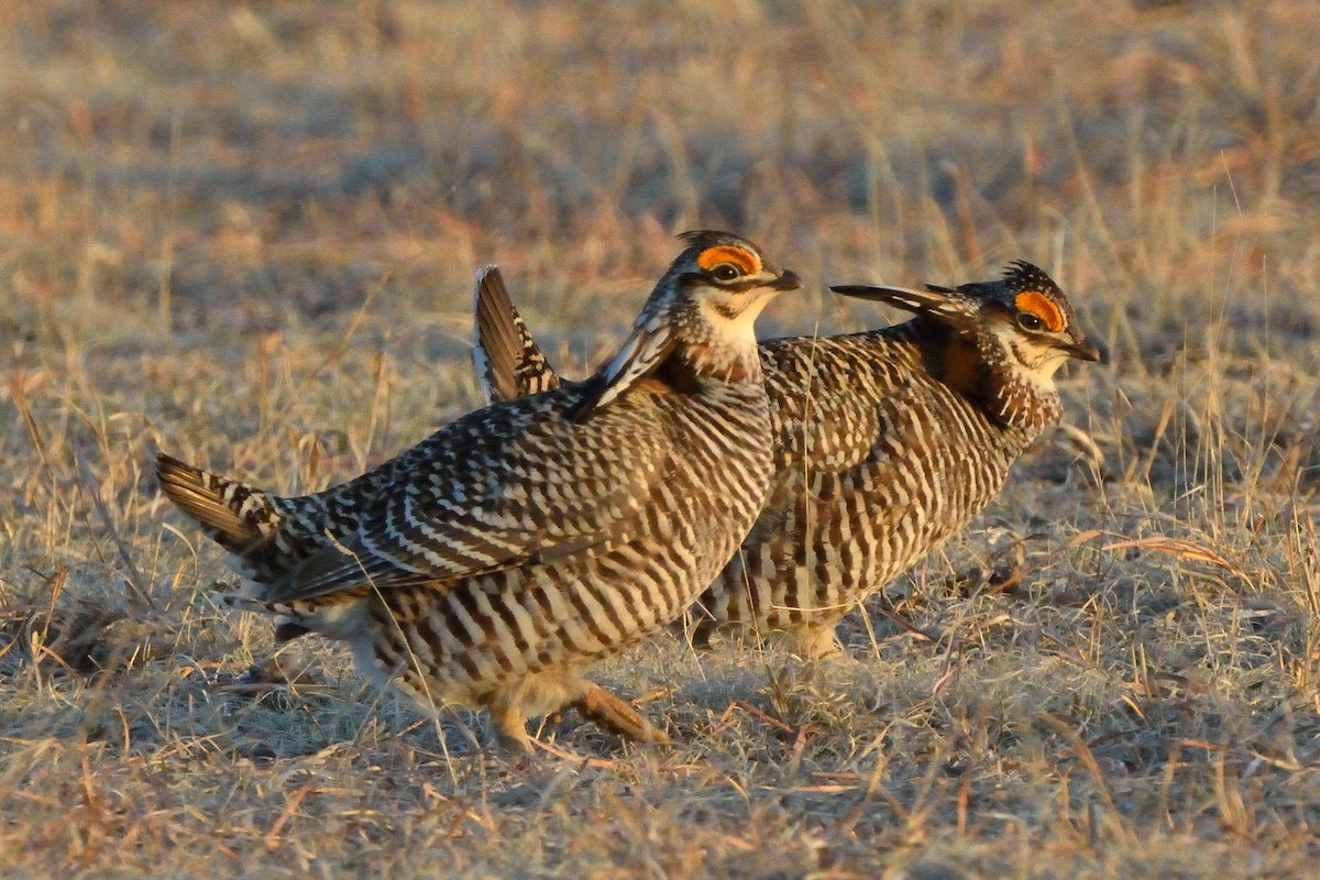 Greater Prairie-Chicken - ML614531737