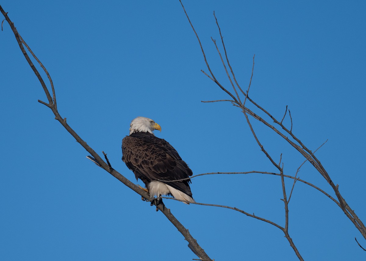 Bald Eagle - ML614531749