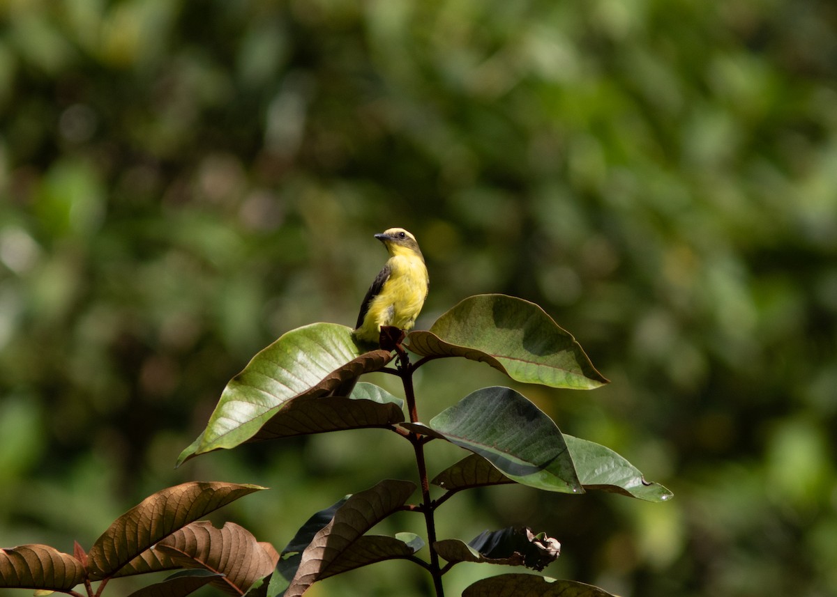 Lemon-browed Flycatcher - ML614531766