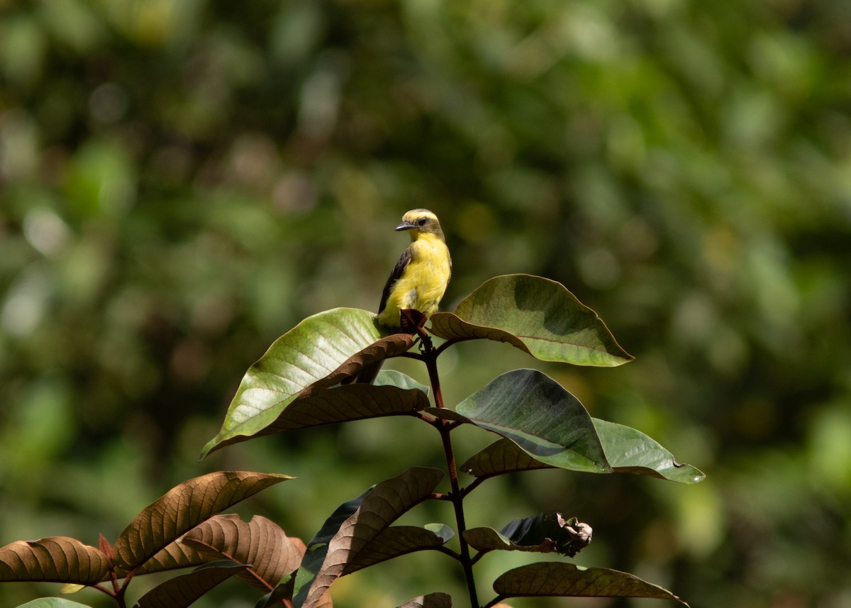 Lemon-browed Flycatcher - ML614531768