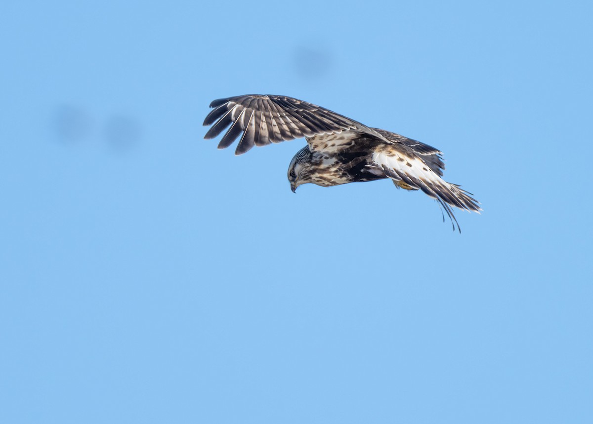 Rough-legged Hawk - ML614531775