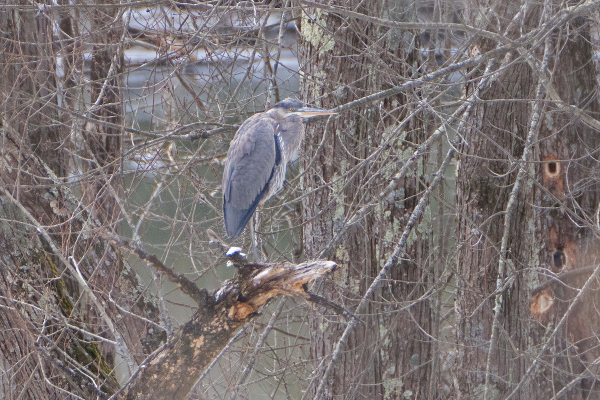 Great Blue Heron - ML614531785