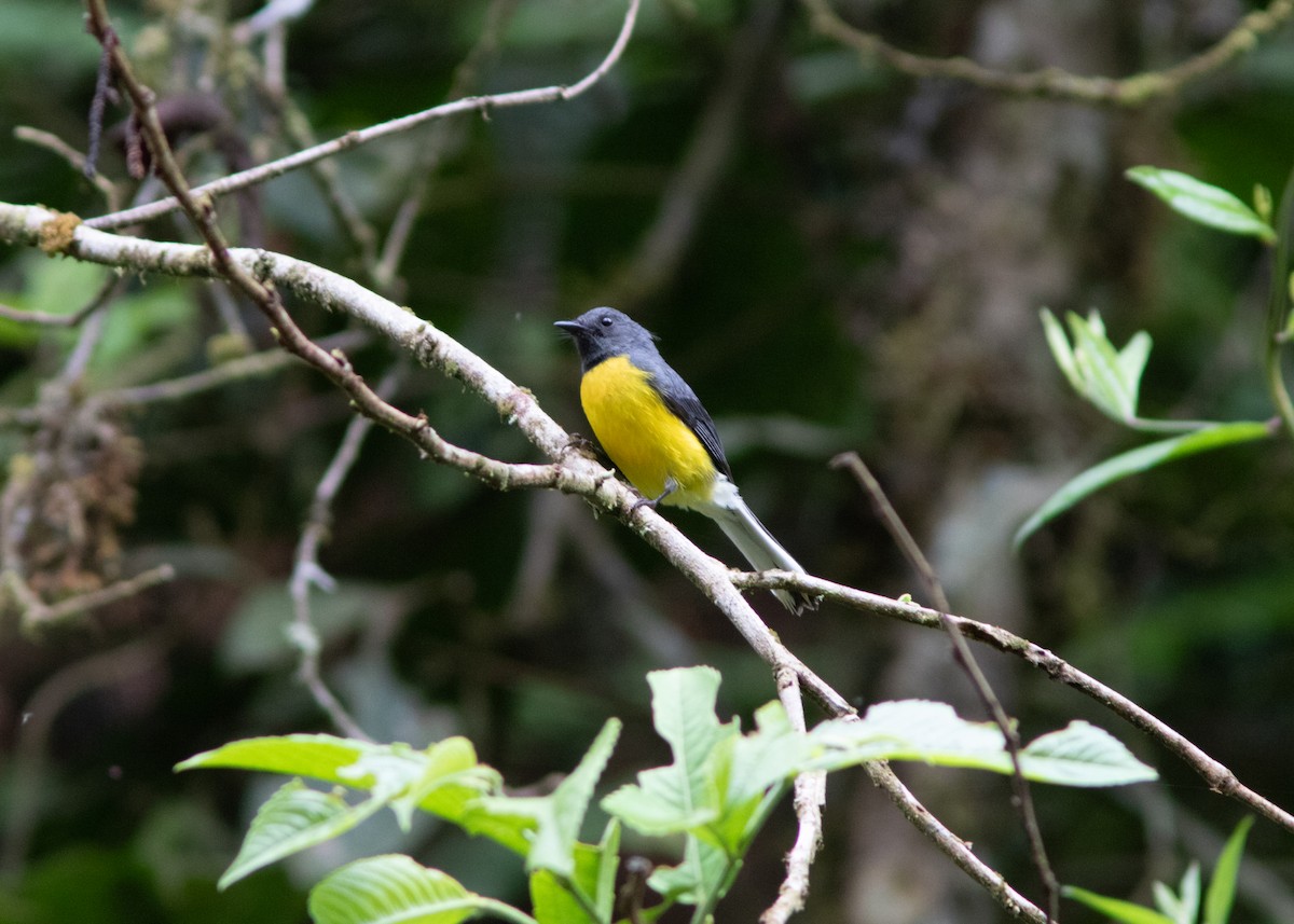 Slate-throated Redstart - ML614531787