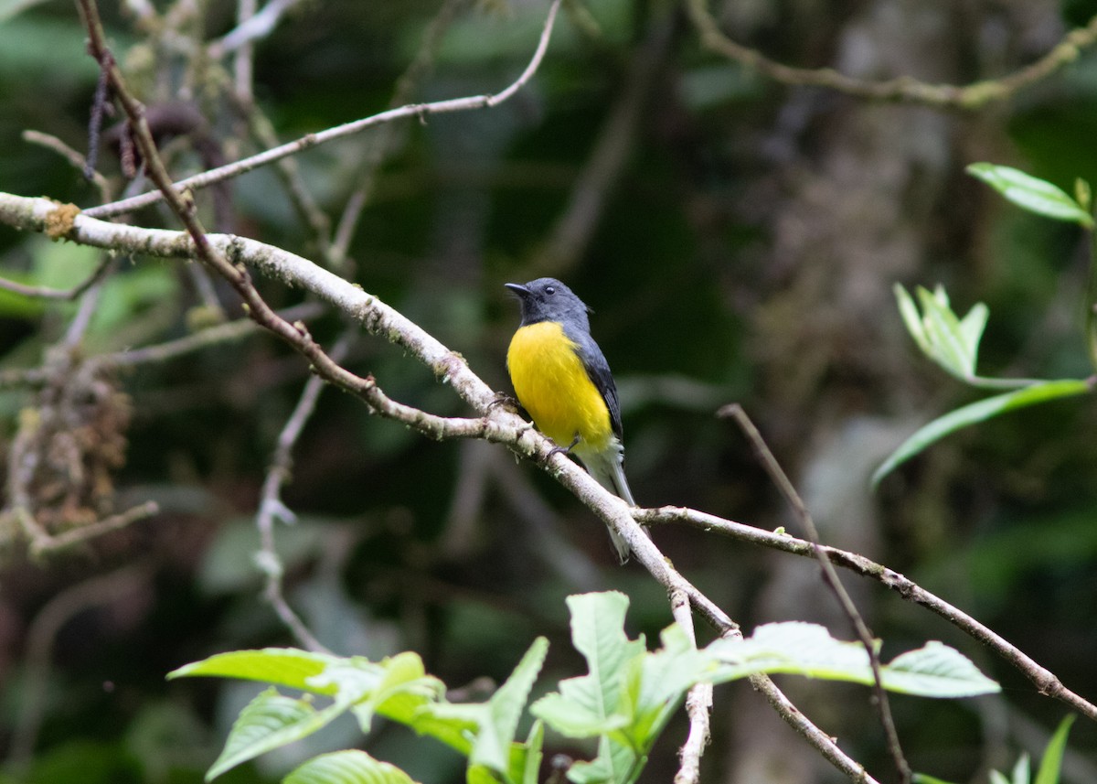 Slate-throated Redstart - ML614531790