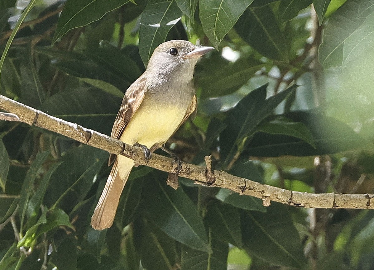 Yucatan Flycatcher - ML614531814