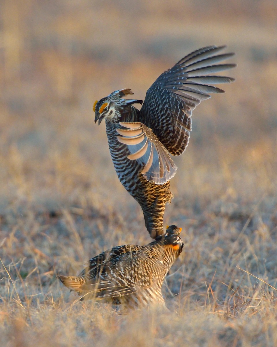 Greater Prairie-Chicken - ML614531828