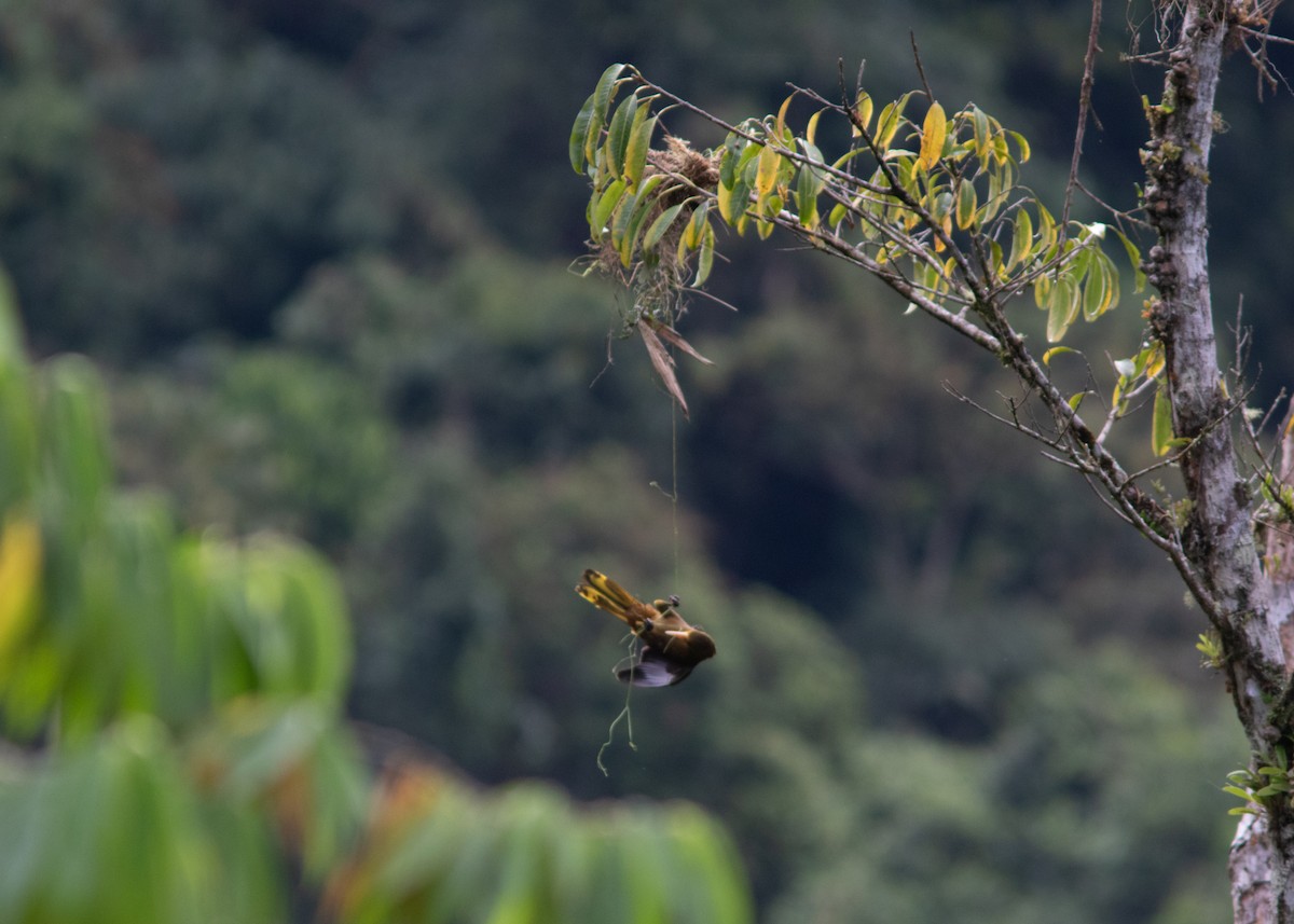 Russet-backed Oropendola (Russet-backed) - ML614531862