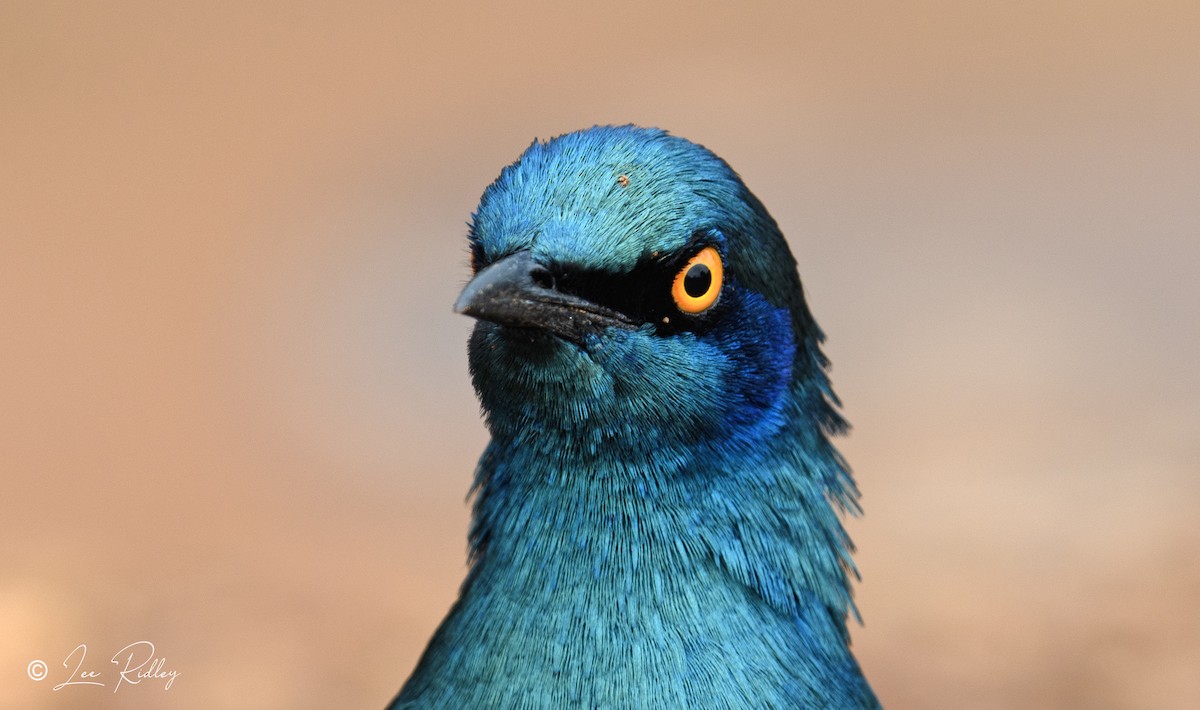 Greater Blue-eared Starling - Lee Ridley