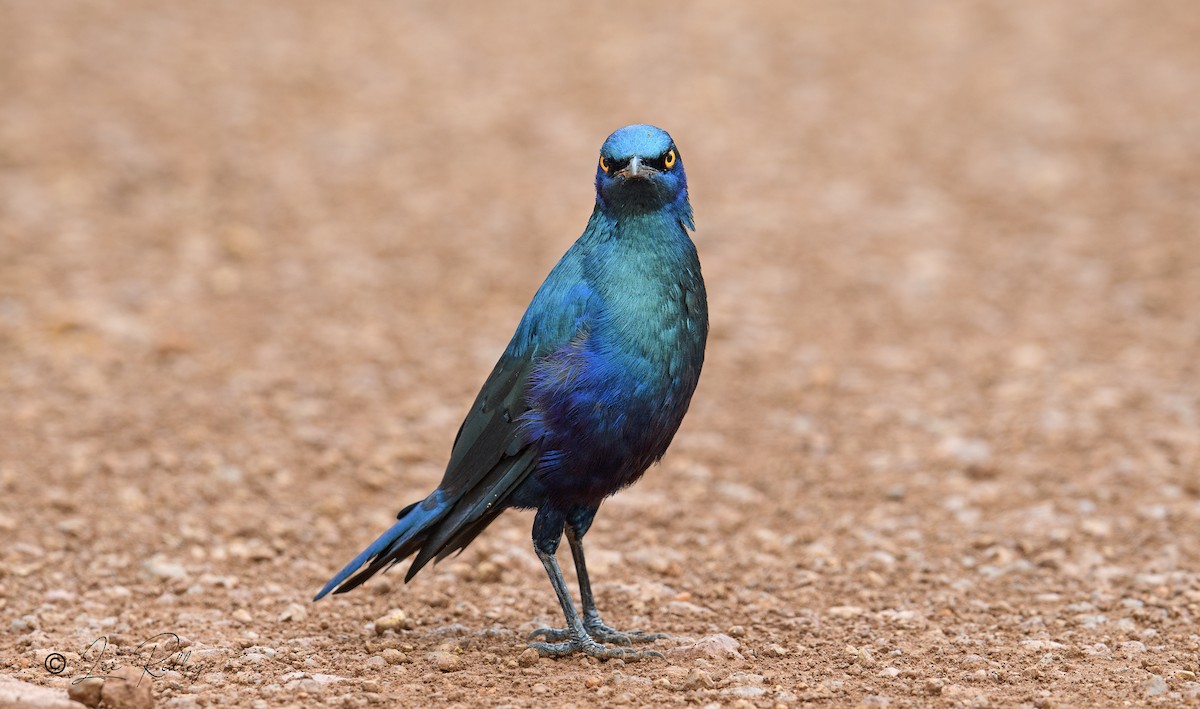 Greater Blue-eared Starling - Lee Ridley