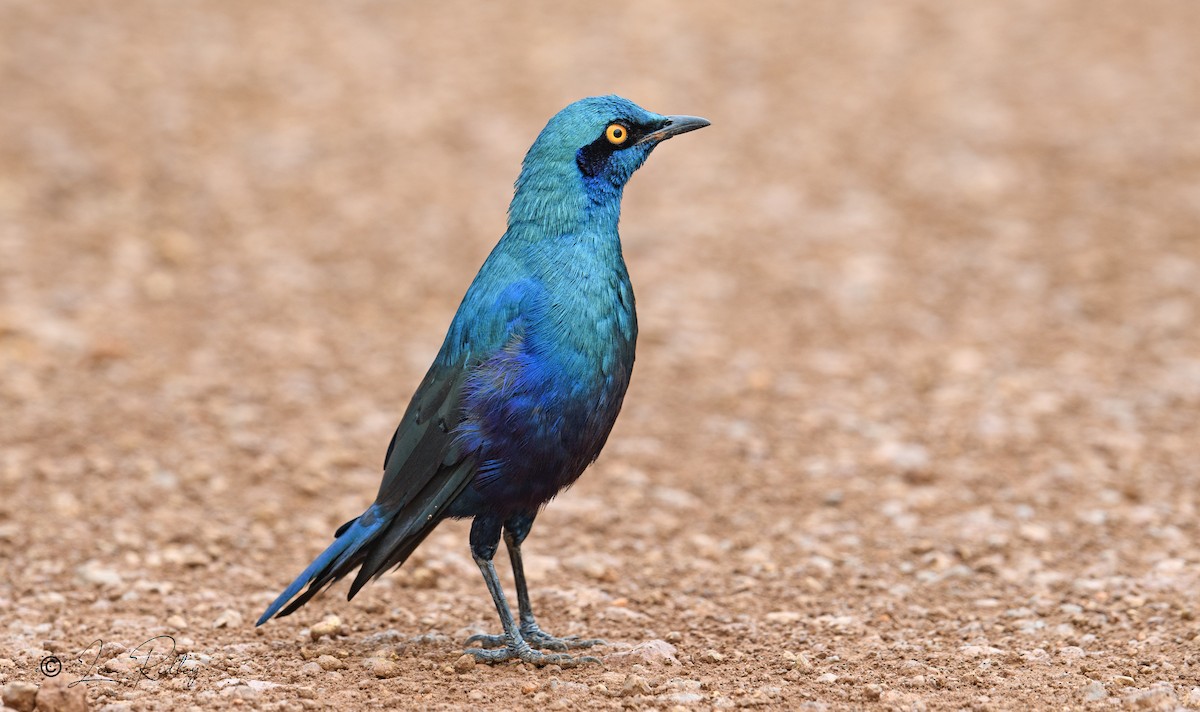 Greater Blue-eared Starling - Lee Ridley