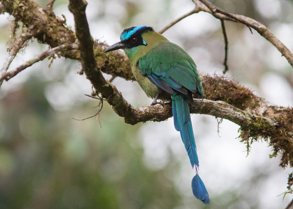 Andean Motmot - Silvia Faustino Linhares