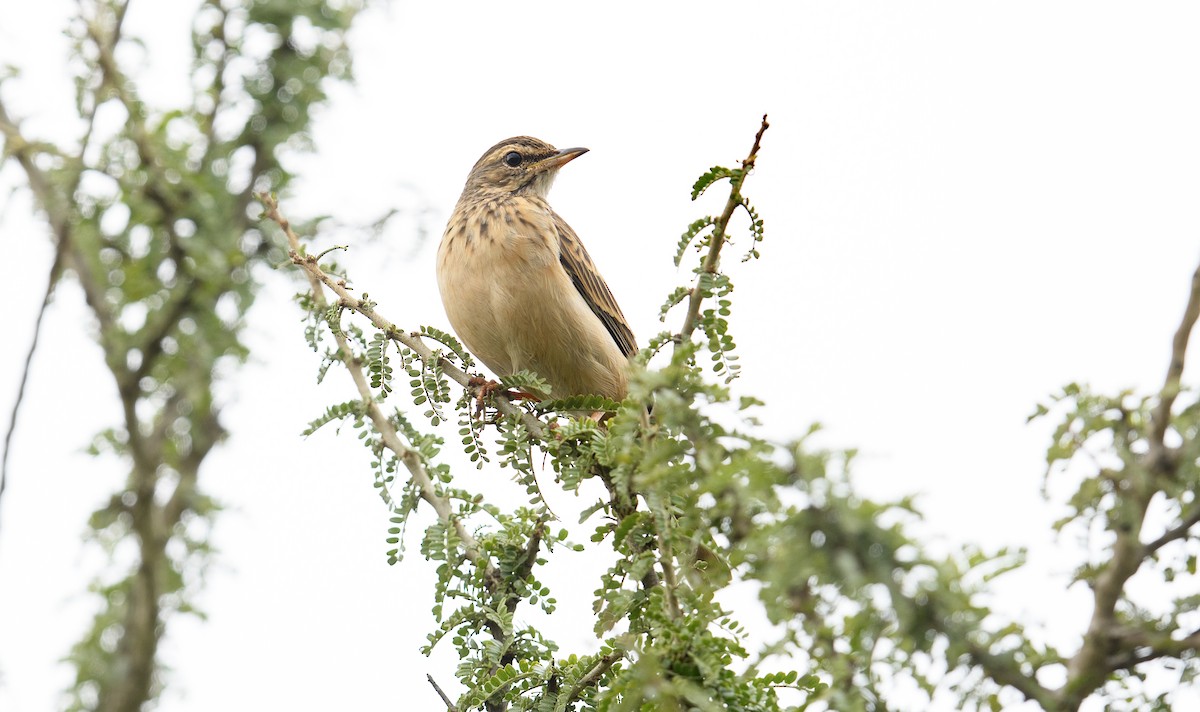 Plain-backed Pipit - Lee Ridley