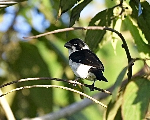 Variable Seedeater (Variable) - ML614531948