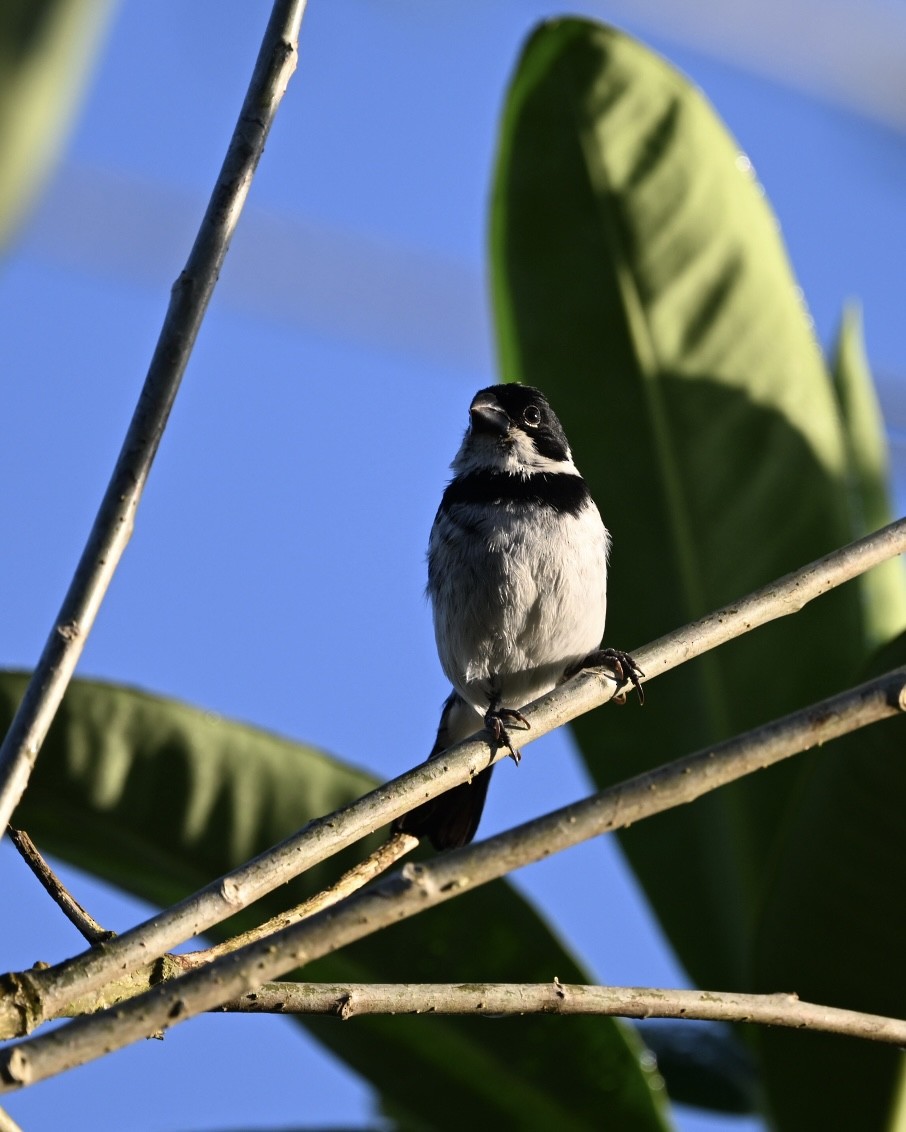 Variable Seedeater (Variable) - ML614531949