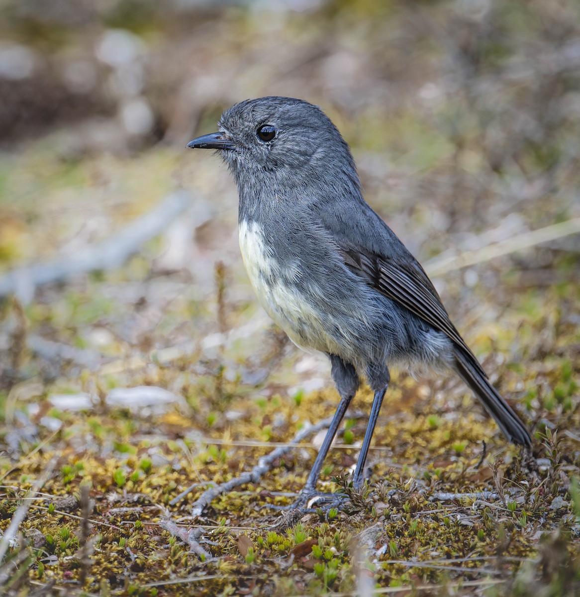 South Island Robin - ML614531950