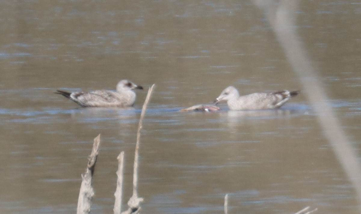 Gaviota Argéntea (americana) - ML614531956