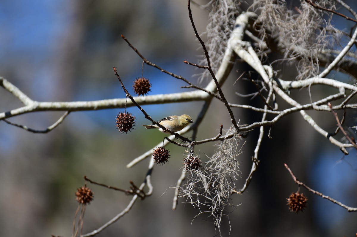 American Goldfinch - ML614531957