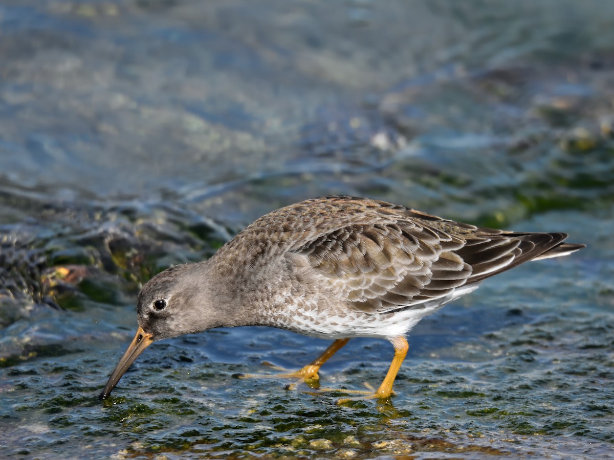 Meerstrandläufer - ML614531982